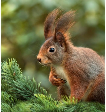 Ipsum cursus vestibulum at interdum Vivamus